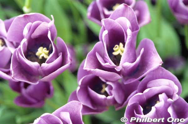 Purple tulips at Tonami Tulip Fair.
Keywords: toyama tonami tulip fair park japanflower