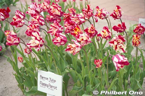 Flaming Parrot tulips.
Keywords: toyama tonami tulip fair park japanflower