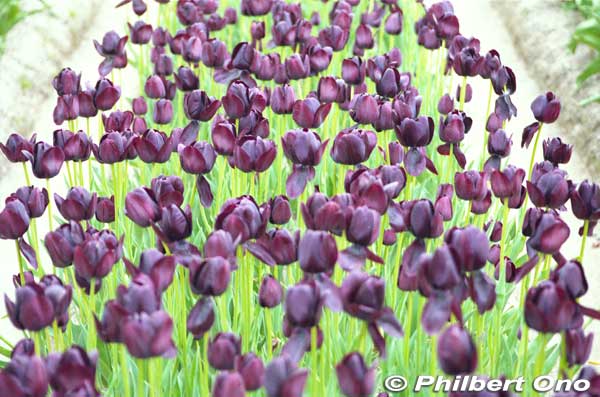 Lots of exotic tulips.
Keywords: toyama tonami tulip fair park