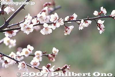 Plum blossoms
Keywords: wakayama minabe-cho plum tree blossom umeboshi flower