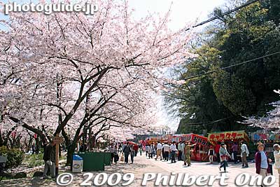 Path to Omotezaka entrance.
Keywords: wakayama castle cherry blossoms sakura flowers 