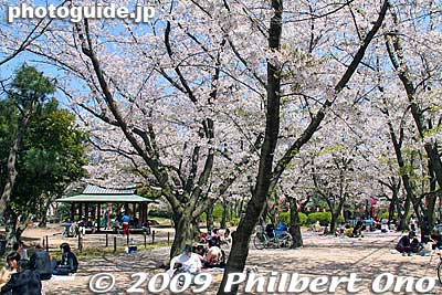 Ninomaru Garden is full of cherries. The Ninomaru was the site of the castle palace where the lord and his ladies resided. 二の丸庭園
Keywords: wakayama castle cherry blossoms sakura flowers 