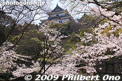 Castle tower overlooks Ninomaru.
Keywords: wakayama castle cherry blossoms sakura flowers 