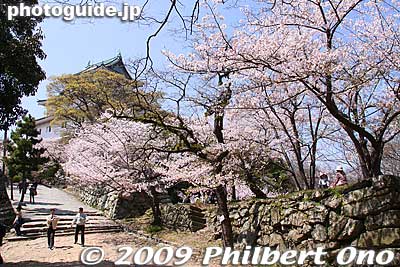 Almost to the castle tower.
Keywords: wakayama castle cherry blossoms sakura flowers 