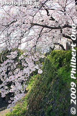 Cherries droop over a castle wall.
Keywords: wakayama castle cherry blossoms sakura flowers 