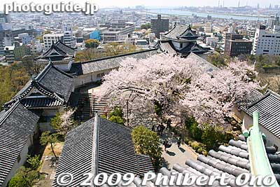 From the lookout deck of Wakayama Castle, you can see the connected corridors leading to the two turrets.
Keywords: wakayama castle cherry blossoms sakura flowers 