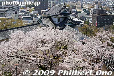Inui Turret and cherry blossoms. 乾櫓
Keywords: wakayama castle cherry blossoms sakura flowers 