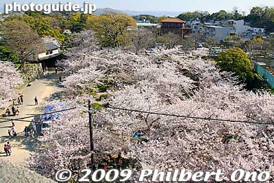 Okaguchi-mon Gate and cherry blossoms. This part of the castle has the heaviest concentration of sakura.
Keywords: wakayama castle cherry blossoms sakura flowers 