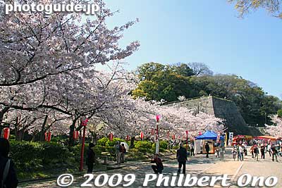 Keywords: wakayama castle cherry blossoms sakura flowers 