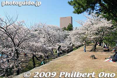 Sakura along the east moat.
Keywords: wakayama castle cherry blossoms sakura flowers 