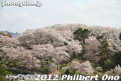 This is what Eboshiyama Park looks like from the train. This is the north side of the park. The south side is similar to this.
Keywords: yamagata nanyo eboshiyama park cherry blossoms sakura flowers