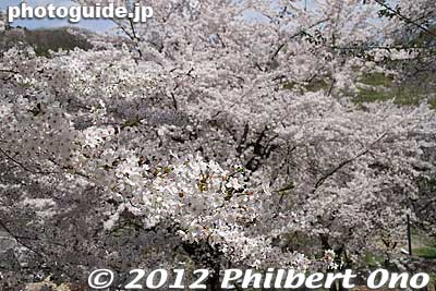Keywords: yamagata nanyo eboshiyama park cherry blossoms sakura flowers
