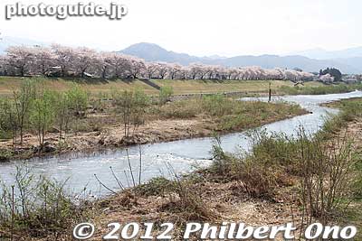Mogami River in Yonezawa, Yamagata.
Keywords: yamagata yonezawa cherry blossoms mogami riverbank flowers