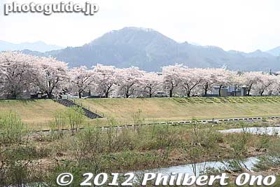Keywords: yamagata yonezawa cherry blossoms mogami riverbank flowers