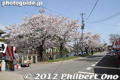 Keywords: yamagata yonezawa uesugi jinja shrine cherry blossoms sakura