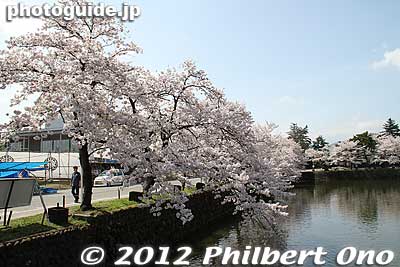 The park's moats are lined with cherry blossoms.
Keywords: yamagata yonezawa uesugi jinja shrine cherry blossoms sakura