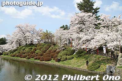Matsugasaki Park is noted for cherry blossoms.
Keywords: yamagata yonezawa uesugi jinja shrine cherry blossoms sakura