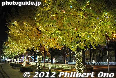 Gingko trees in holiday lights.
Keywords: yamaguchi shunan tokuyama station night illumination holiday lights