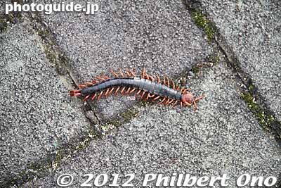 Centipede
Keywords: yamaguchi Suo-Oshima island seto inland sea