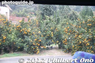 Suo-Oshima is famous for mikan tangerines. You see them often on the island.
Keywords: yamaguchi Suo-Oshima island