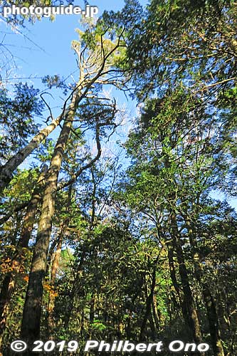 Keywords: yamanashi fujikawaguchiko aokigahara forest