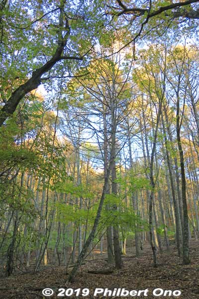 Forest of Japanese beech trees nicknamed "Climax Forest." ブナ林
Keywords: yamanashi fujikawaguchiko aokigahara forest