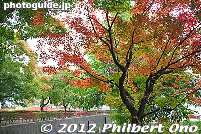 Autumn leaves at Lake Kawaguchi (northern shore). The trees are also lit up at night during the Koyo festival.
Keywords: yamanashi fuji kawaguchiko-machi lake kawaguchi