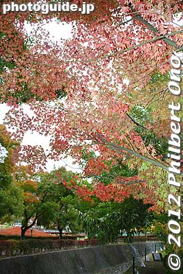 Maple trees at Lake Kawaguchi. One of the few that was red.
Keywords: yamanashi fuji kawaguchiko-machi lake kawaguchi