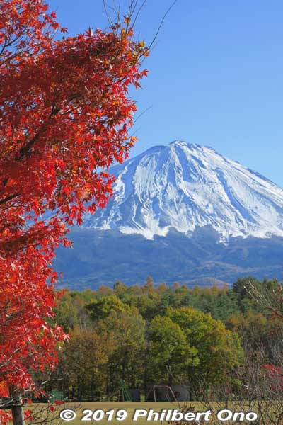 Mt. Fuji in autumn with red momiji maple leaves.
Keywords: yamanashi Narusawa mt. fuji