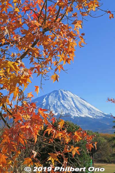 Mt. Fuji in autumn with momiji maple leaves.
Keywords: yamanashi Narusawa mt. fuji