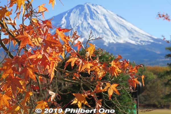 Mt. Fuji in autumn with momiji maple leaves. Narusawa, Yamanashi Prefecture.
Keywords: yamanashi Narusawa mt. fuji fujimt