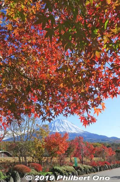 Mt. Fuji in autumn with momiji maple leaves.
Keywords: yamanashi Narusawa mt. fuji