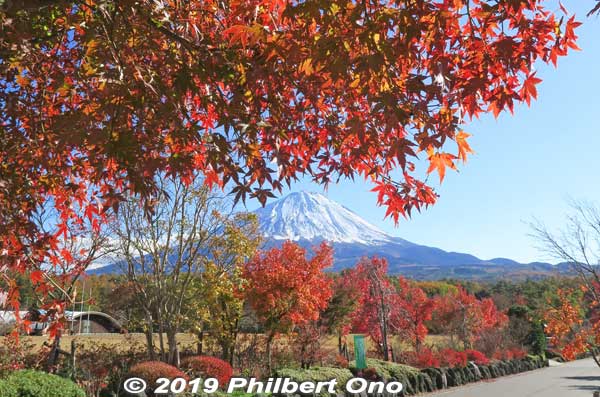 Mt. Fuji in autumn with red momiji maple leaves. Narusawa, Yamanashi Prefecture.
Keywords: yamanashi Narusawa mt. fuji fujimt japanmt japanaki