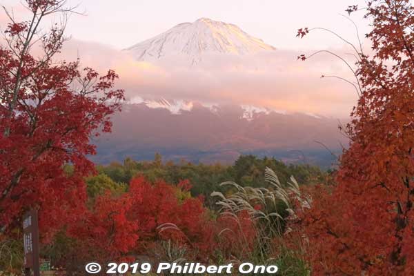 Mt. Fuji at sunset in autumn.
Keywords: yamanashi Narusawa mt. fuji
