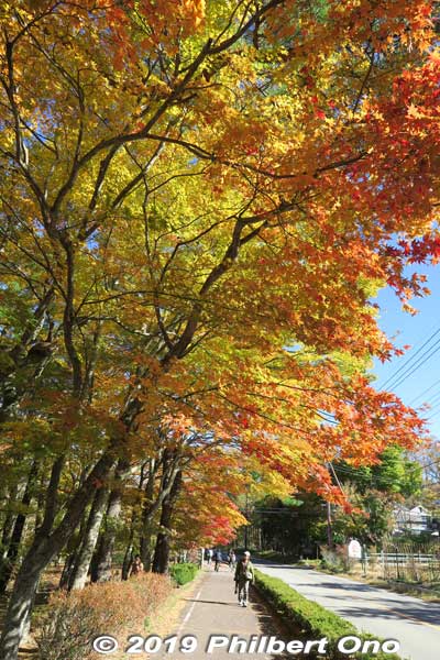 Some fall foliage along the cycling path around Lake Yamanaka.
Keywords: yamanashi yamanakako-mura lake yamanaka